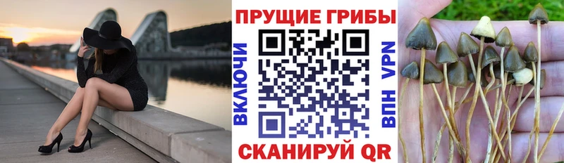 Псилоцибиновые грибы GOLDEN TEACHER ОМГ ОМГ tor Чадан как найти закладки